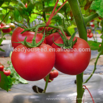 Semillas de tomate híbrido resistente a la enfermedad AT1 Erick TYLCV f1